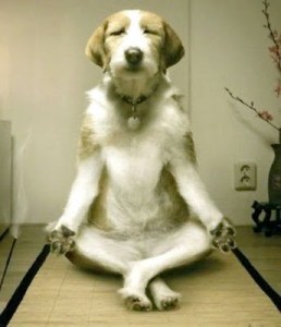 peace-dog